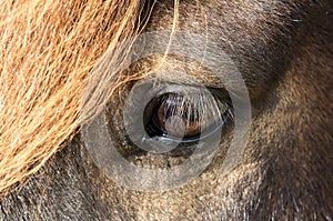 Close up beautiful big bright dark eye of icelandic horse with with eyelashes and an orange fringe.