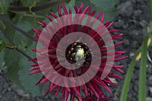 close-up: beautiful big dark red cactus dahlia flower