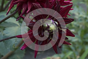 close-up: beautiful big dark red cactus dahlia flower
