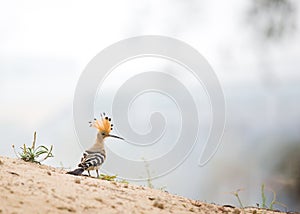 Close up, beautiful bird, African Hoopoe, Upupa epops africana on the ground with erected crest, looking for worms. African Hoopoe