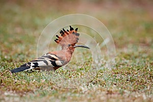 Close up, beautiful bird, African Hoopoe, Upupa epops africana on the ground with erected crest, looking for worms. African Hoopoe
