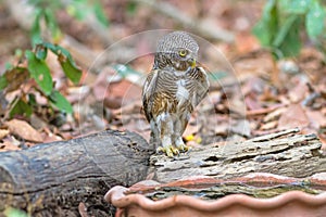 Close up beautiful bird Asian Barred Owlet drinking water on tub