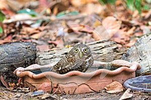 Close up beautiful bird  Asian Barred Owlet Glaucidium cuculoides is a species of true owl drinking water on tub