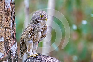 Close up beautiful bird  Asian Barred Owlet Glaucidium cuculoides is a species of true owl standing on branch