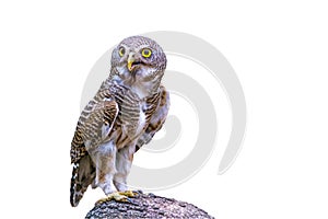 Close up beautiful bird Asian Barred Owlet isolated on white background