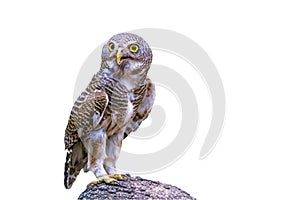 Close up beautiful bird Asian Barred Owlet isolated on white background photo