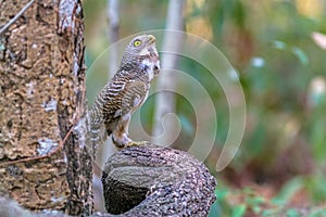 Close up beautiful bird Asian Barred Owlet standing on branch