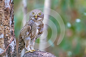 Close up beautiful bird Asian Barred Owlet standing on branch