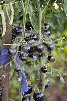 Close-up of beautiful black cherry tomatoes on a branch in the vegetable garden. Unusual black tomatoes hang on a branch