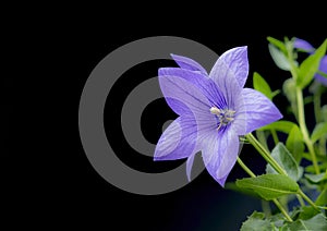 Close-up of beautiful blooming Balloon flower, Platycodon grandiflorus