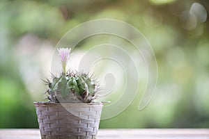 Close up beautiful blooming cactus flower