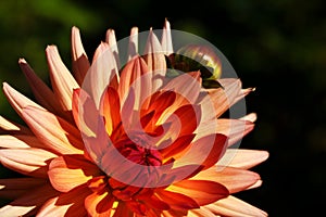 Close-up of a beautiful blooming Dahlia Flower