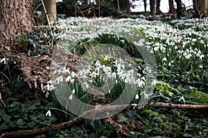 Close up of beautiful blooming Galanthus snowdrops in clumps on a woodland floor