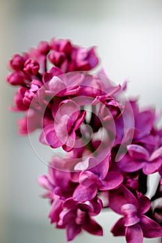 Close-up of a beautiful blooming lilac with unusual flowers of bright lilac color
