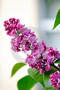 Close-up of a beautiful blooming lilac with unusual flowers of bright lilac color