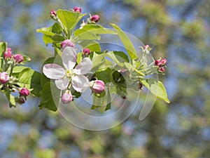 close up beautiful blooming pink apple blossom flower twig, selective focus, blue sky , golden light, natural bokeh background