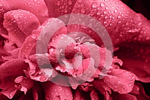 Close up of beautiful blooming pink peony flower growing outdoor background.