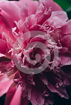 Close up of beautiful blooming pink peony flower growing outdoor background.