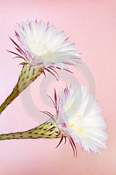 Close-up of a beautiful, blooming silky pink-purple Echinopsis Lobivia cactus flowers and green thorny spiky plant on pink