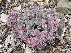 Close up beautiful blooming star shaped pink flowers of Sedum causticola or Stonecrop, a succulent groundcover that