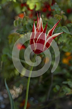 Close up beautiful blooming Tulip