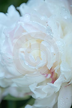 Close up of beautiful blooming white peony flower head background.