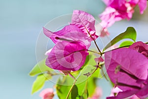 Close up of beautiful blossom of magenta bougainvillea.
