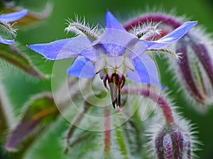 Close up of a beautiful blue flower of the Borage (Borago officinalis
