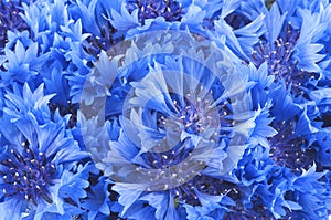 Close up of beautiful blue flower of cornflower