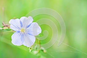 Close up beautiful blue flower of flax blooming in field