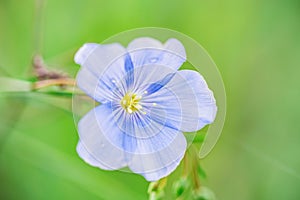 Close up beautiful blue flower of flax blooming in field