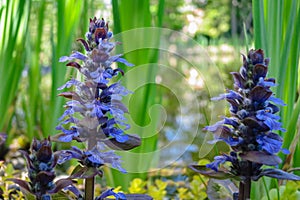 Close-up of beautiful blue flowers of Ajuga reptans Atropurpurea against blurred background with pond in spring