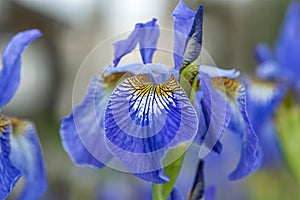 Close up of a beautiful blue Iris flower