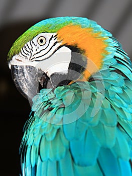 Blue Macaw close up view of head