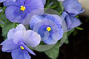 Close-up of beautiful blue pansies