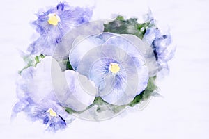 Close-up of beautiful blue pansies