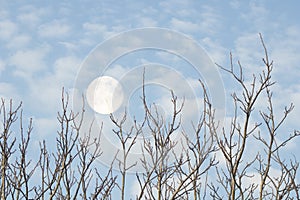 Close up of beautiful blue sky and the full moon.