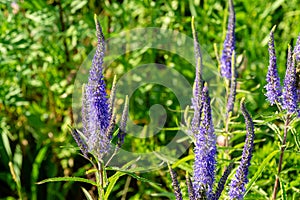 Close-up of beautiful blue speedwell flowers Veronica spicata Ulster Blue Dwarf.