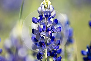 Close up of a beautiful bluebonnet