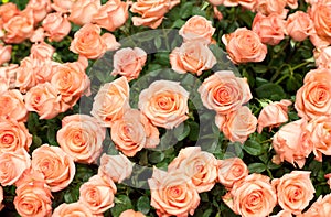 Close-up of a beautiful bouquet of orange roses