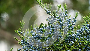 Close-up of beautiful branch of Juniperus virginiana tree or Pencil Cedar with lot ripe blue berries. Selective focus of blue frui photo
