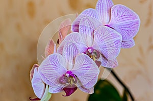 Close-up of of beautiful branch white orchids with purple stripes. Phalaenopsis, Moth Orchid are located on gentle worm bright bro