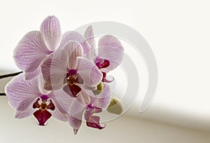 Close-up of beautiful branch white, yellow, red, pink striped with points orchid flower Phalaenopsis known as Moth Orchid