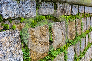 Close up. Beautiful brick wall with green moss