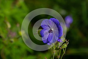 Close up beautiful bright blue Geranium pretense or Meadow Cranesbill wild flower