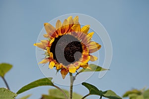Close-up of a beautiful bright yellow sunflower against a summer blue sky