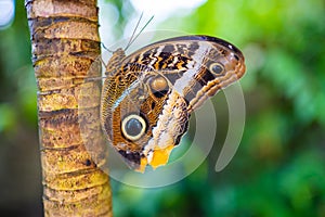 Close up of beautiful brown and blue tropical butterfly in Botanic Garden, Prague, Europe