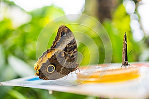 Close up of beautiful brown and blue tropical butterfly eating fruits in Botanic Garden, Prague, Europe