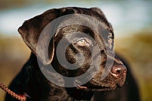Close-up of Beautiful Brown Dog Head, Snout Of Lab