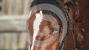 Close up of a beautiful brown horse outdoors.